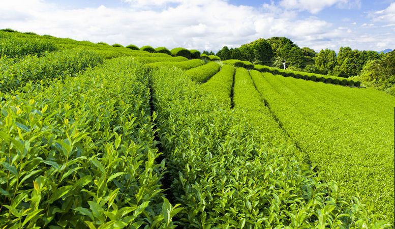 茶叶包装机的特点，茶叶包装机厂家有哪些？